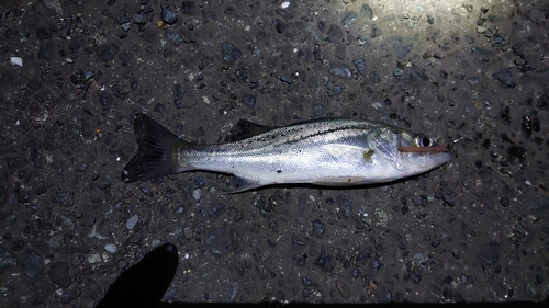 セイゴ（マルスズキ）の釣果