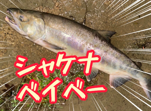 サケの釣果