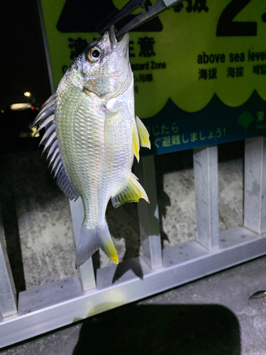 キチヌの釣果