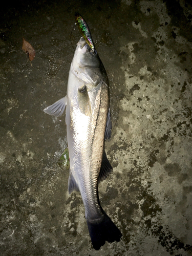 スズキの釣果