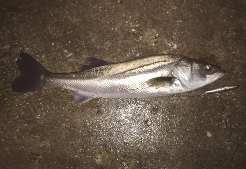 スズキの釣果