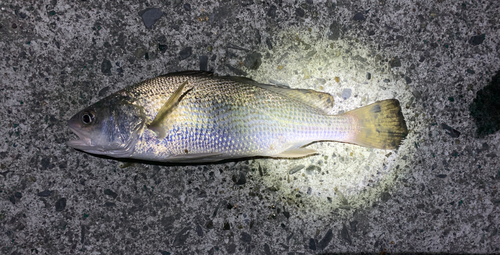 イシモチの釣果