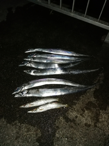 タチウオの釣果