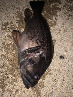 クロソイの釣果