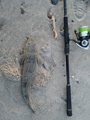 マゴチの釣果