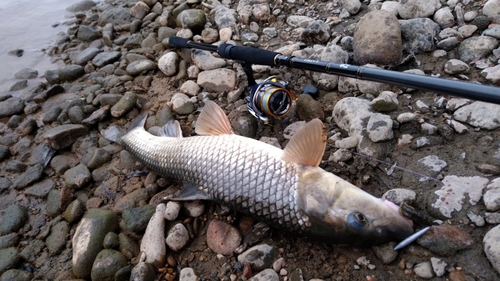 ニゴイの釣果