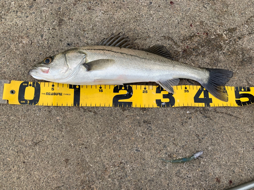 シーバスの釣果