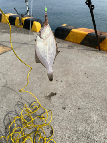 カレイの釣果