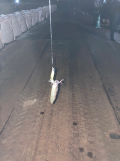 ヒイカの釣果
