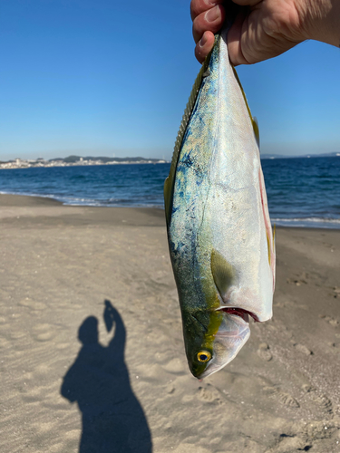 イナダの釣果