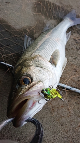 シーバスの釣果