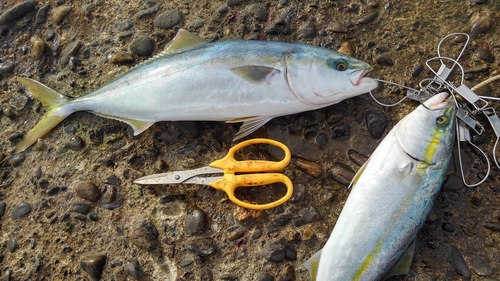 イナダの釣果