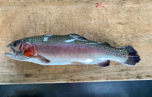 ニジマスの釣果