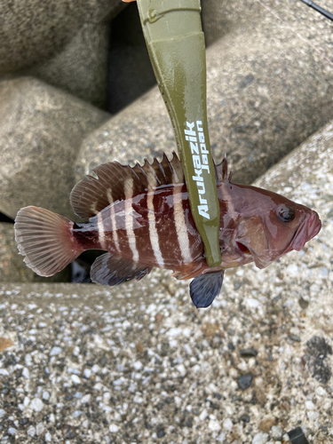 マハタの釣果