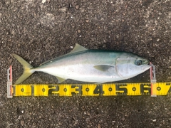 ワラサの釣果