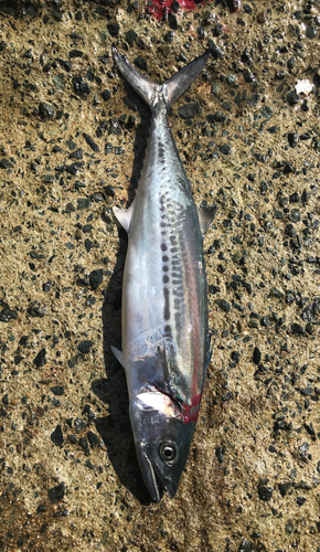 サゴシの釣果