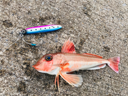 ホウボウの釣果