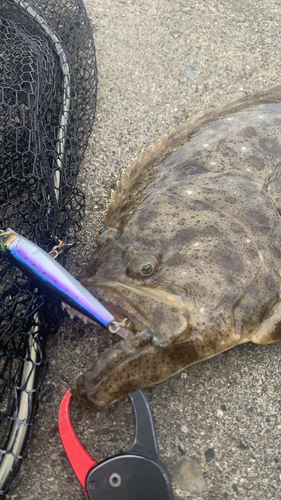 ヒラメの釣果