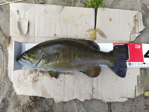 スモールマウスバスの釣果