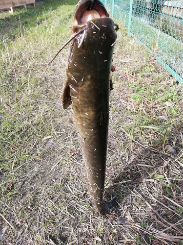 マナマズの釣果