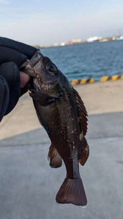 ガヤの釣果