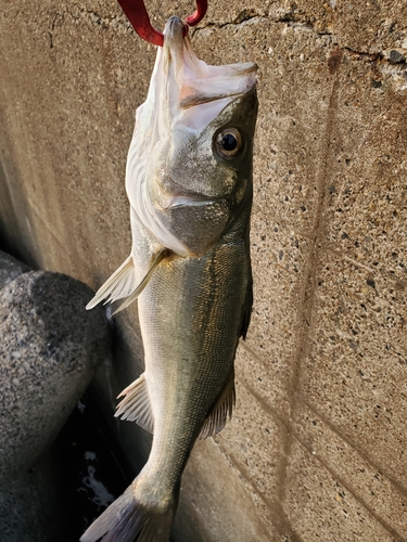 フッコ（タイリクスズキ）の釣果