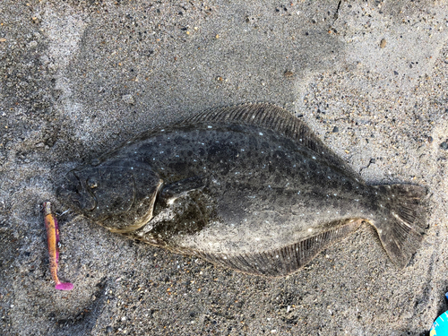 ヒラメの釣果