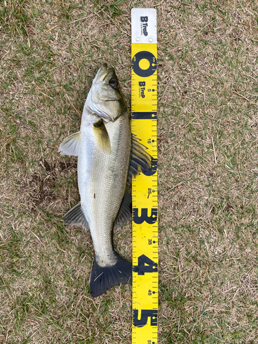 フッコ（マルスズキ）の釣果