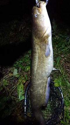 ナマズの釣果