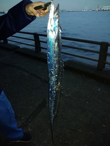 タチウオの釣果