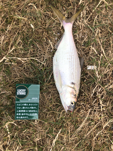 コノシロの釣果