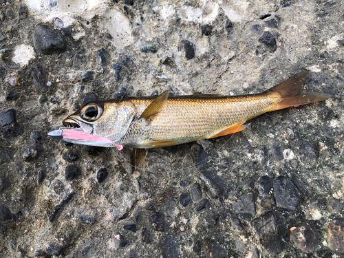 アカムツの釣果