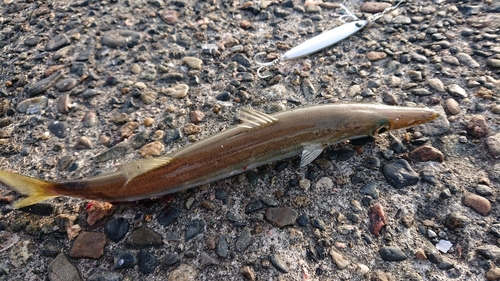 カマスの釣果