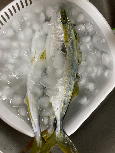 イナダの釣果