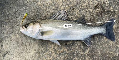 シーバスの釣果