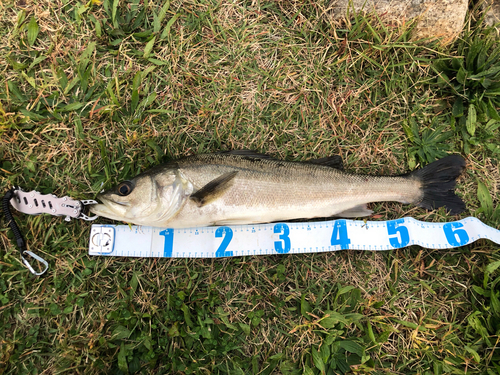 シーバスの釣果