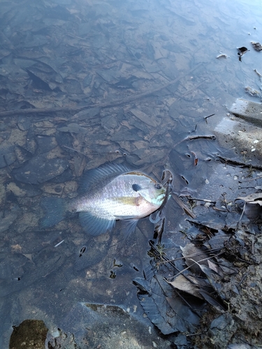 ブルーギルの釣果