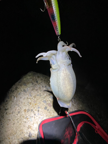 シリヤケイカの釣果