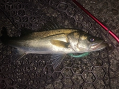 フッコ（マルスズキ）の釣果