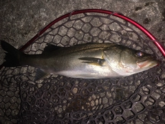フッコ（マルスズキ）の釣果