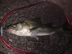 スズキの釣果