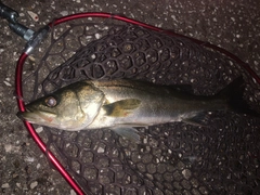 フッコ（マルスズキ）の釣果