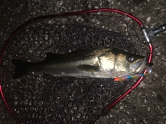 フッコ（マルスズキ）の釣果