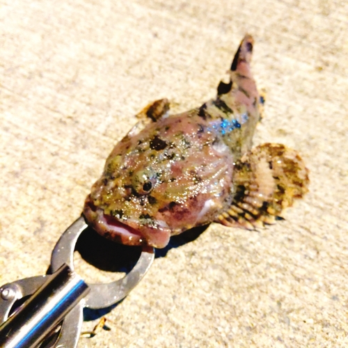 カジカの釣果