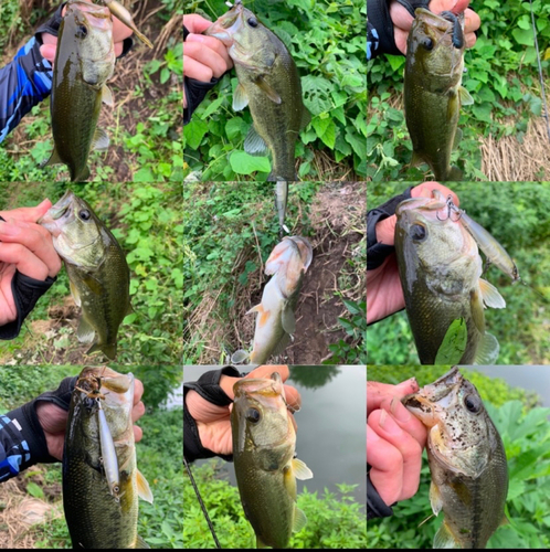 ブラックバスの釣果