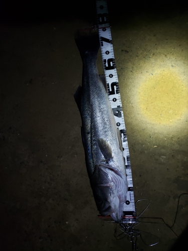 シーバスの釣果