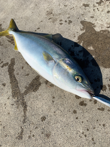 ハマチの釣果