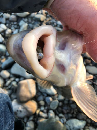 ニゴイの釣果