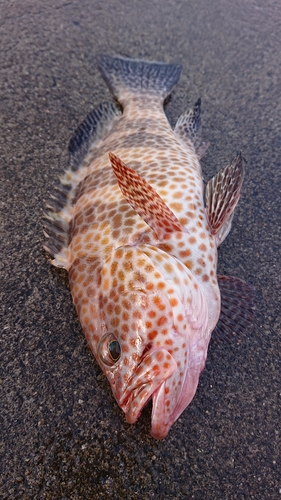 オオモンハタの釣果