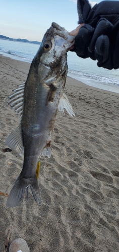 セイゴ（タイリクスズキ）の釣果